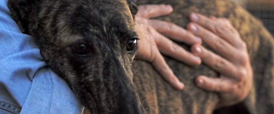Los Galgos, ¿ Conoces todos los tipos de galgos?