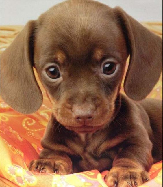 Como educar a un cachorro
