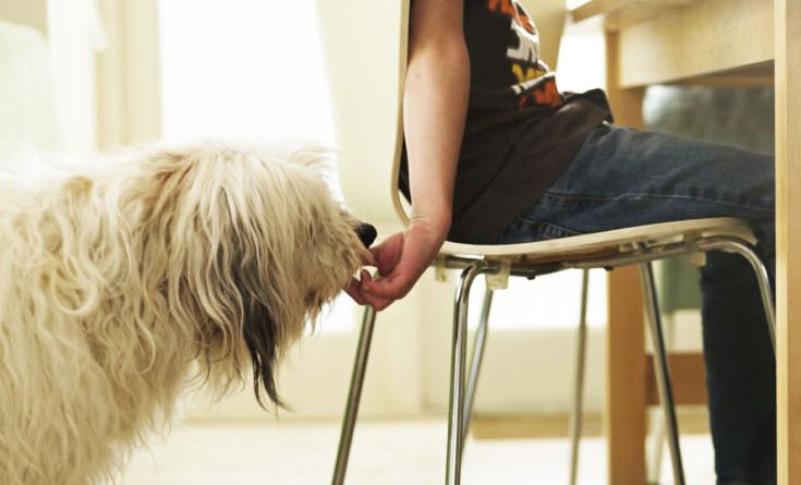 ¿Sabes qué alimentos no deberíamos darle a nuestro perro o gato?
