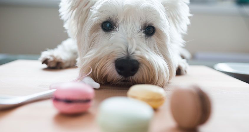 Los premios sanos para perro evitan problemas