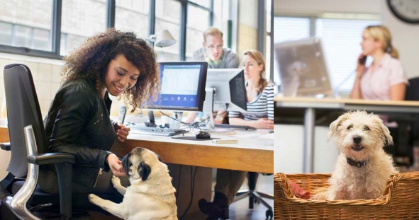 ¿Te imaginas poder llevarte tu mascota al trabajo?