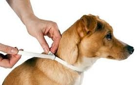 Como utilizar un collar Antiparasitario correctamente