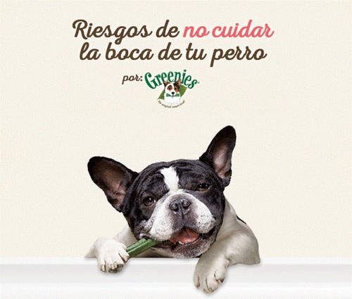 ¿Por qué usar el premio dental Greenies?