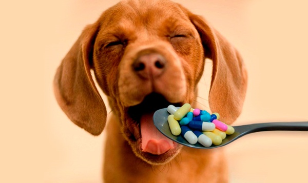 Como dar una pastilla a tu perro de forma fácil con Pill Assist