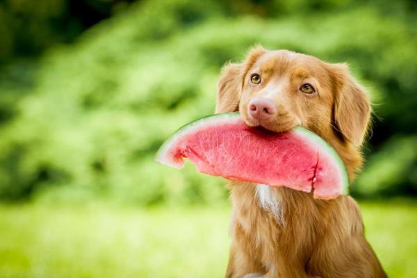 La mejor alimentación para mascotas en verano