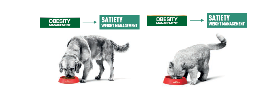 Guía de transición de los productos Obesity por Satiety de Royal Canin