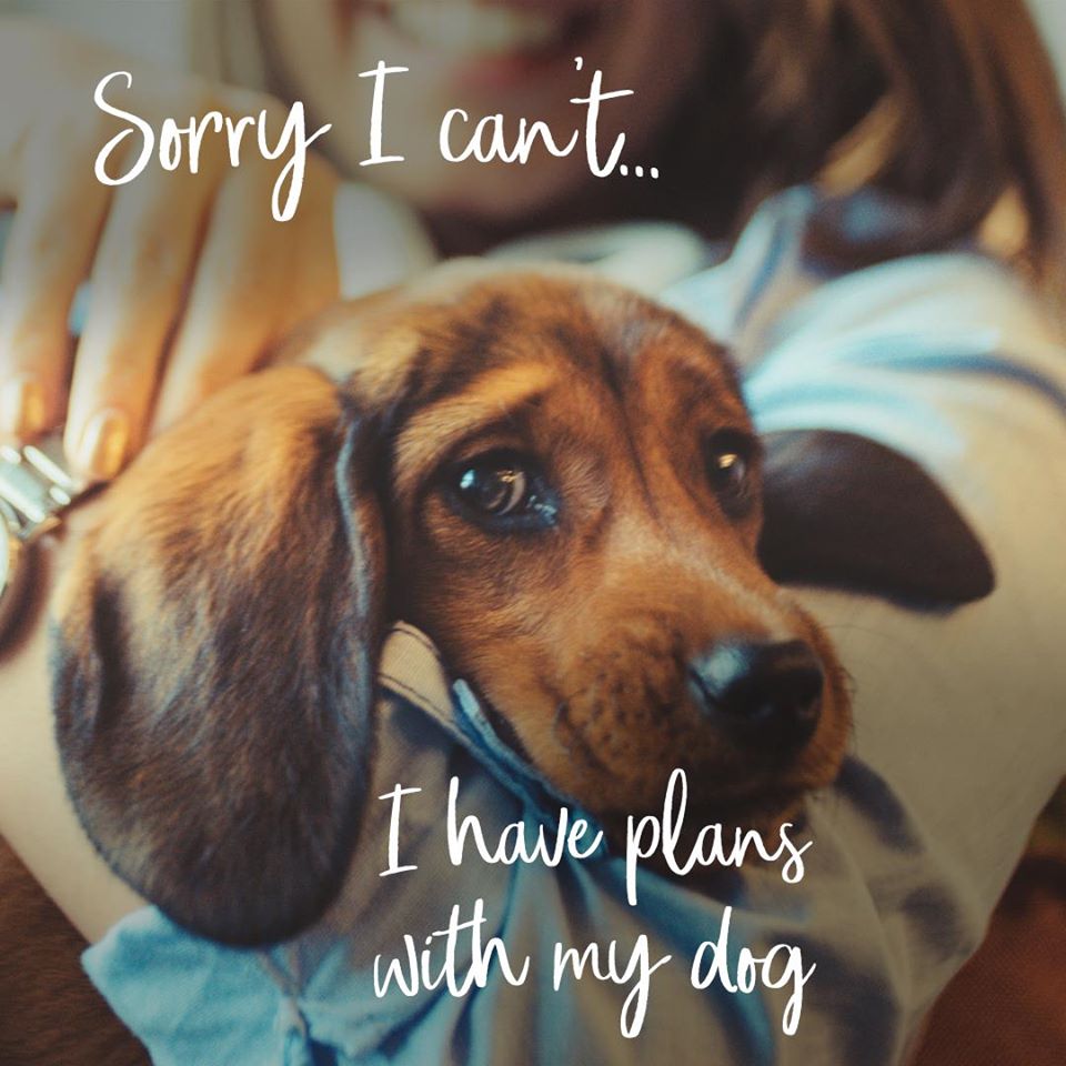 ¿Le doy a mi perro el mejor pienso?