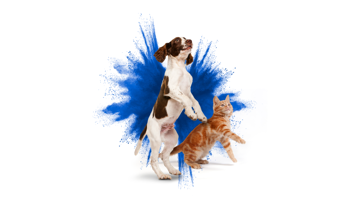 Frontline, la solución para proteger a tu mascota de las pulgas y garrapatas