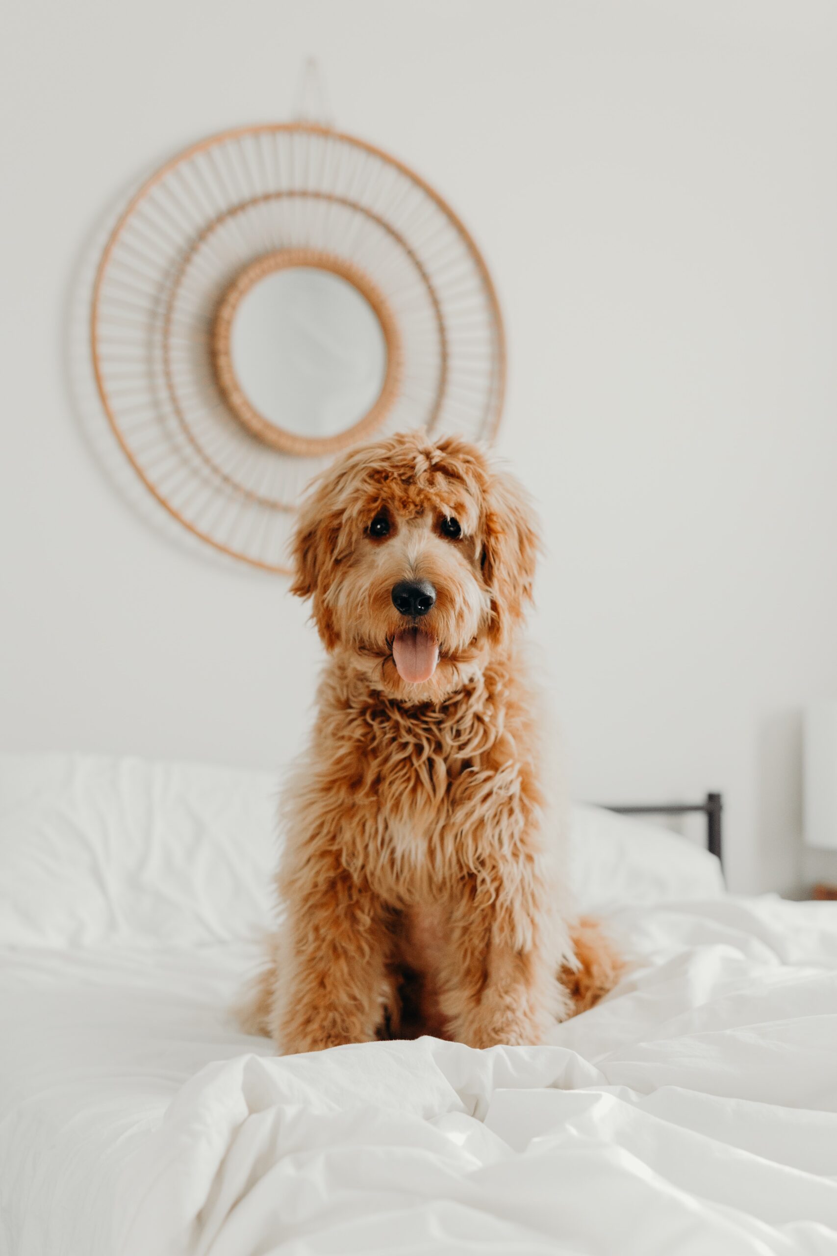 ¡Los imprescindibles de este verano para tu mascota!