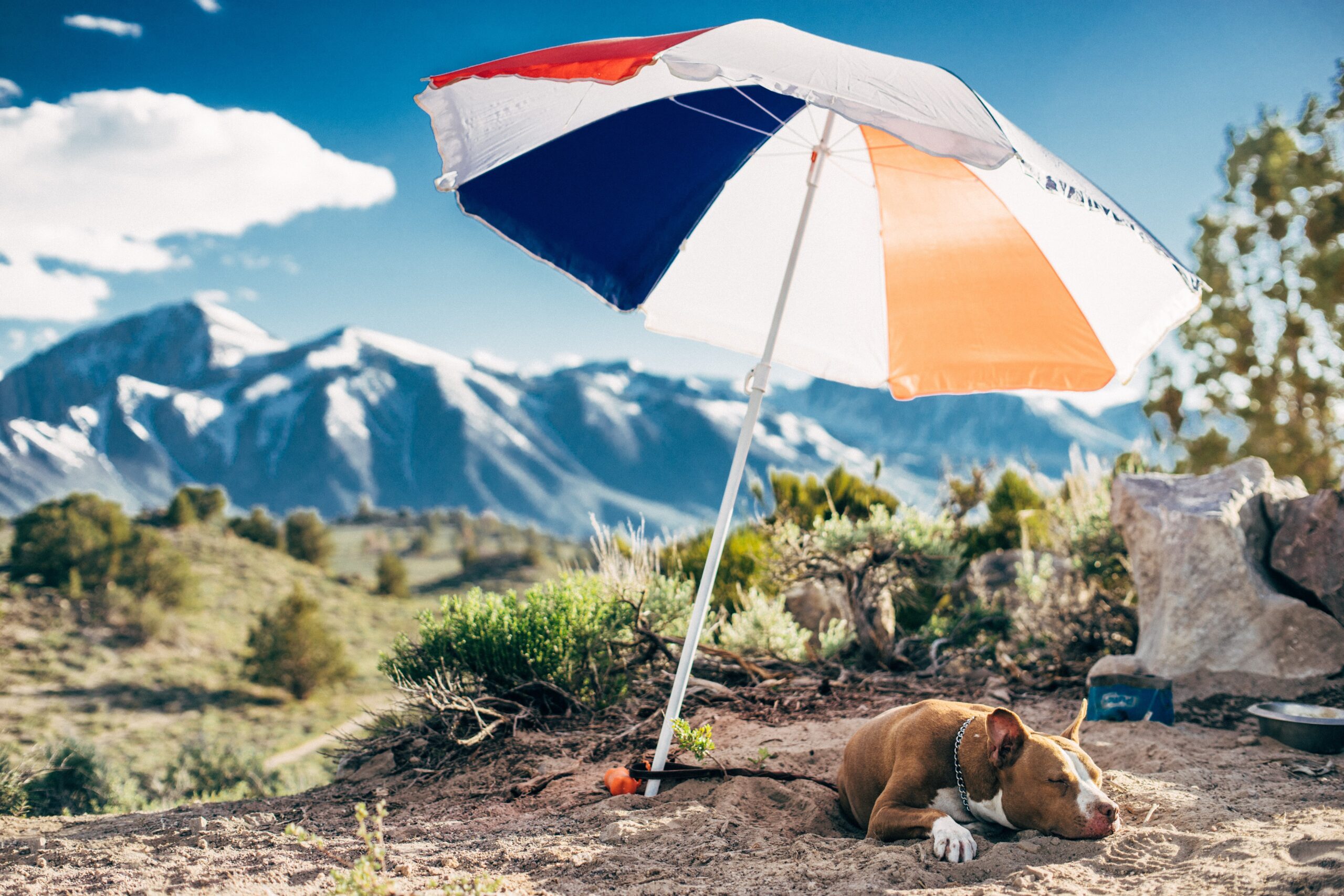 Cómo cuidar a tu mascota en verano