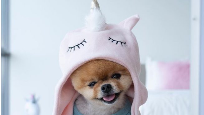 Influencer Marketing con influencers con mascotas o petfluencers