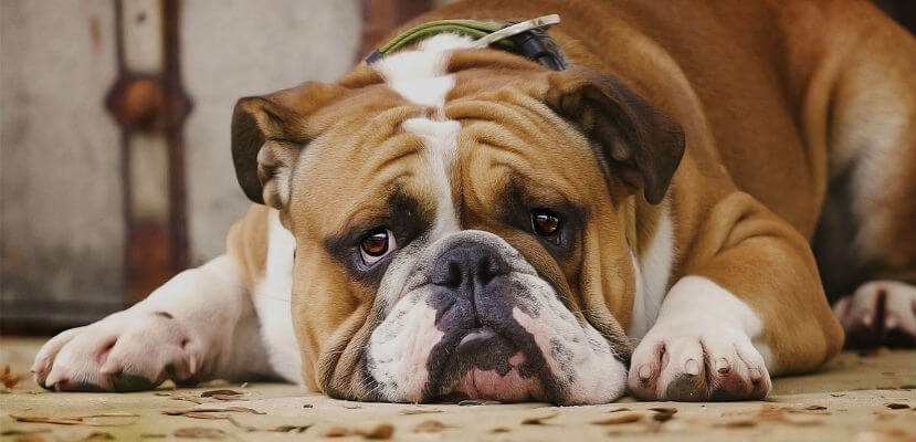 ¿Cómo saber si mi perro está gordo?
