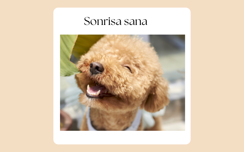 «Sonrisa Sana, Perro Sano: Problemas Dentales Comunes en Caninos»