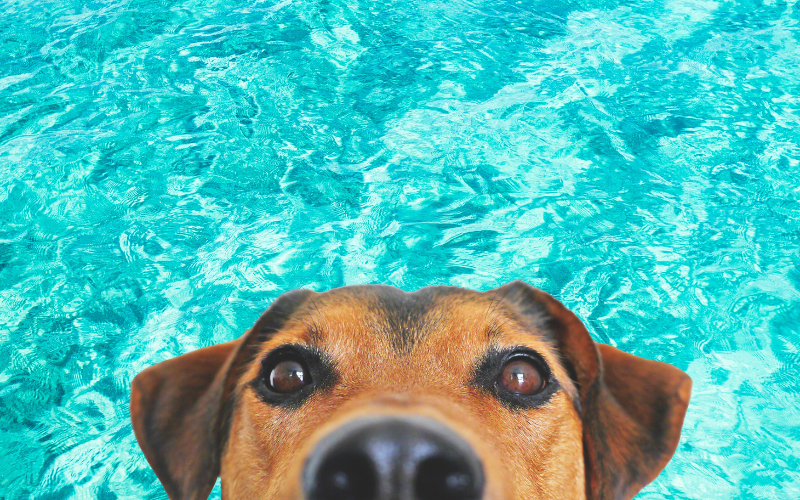 5 Consejos para evitar el golpe de calor en tu mascota